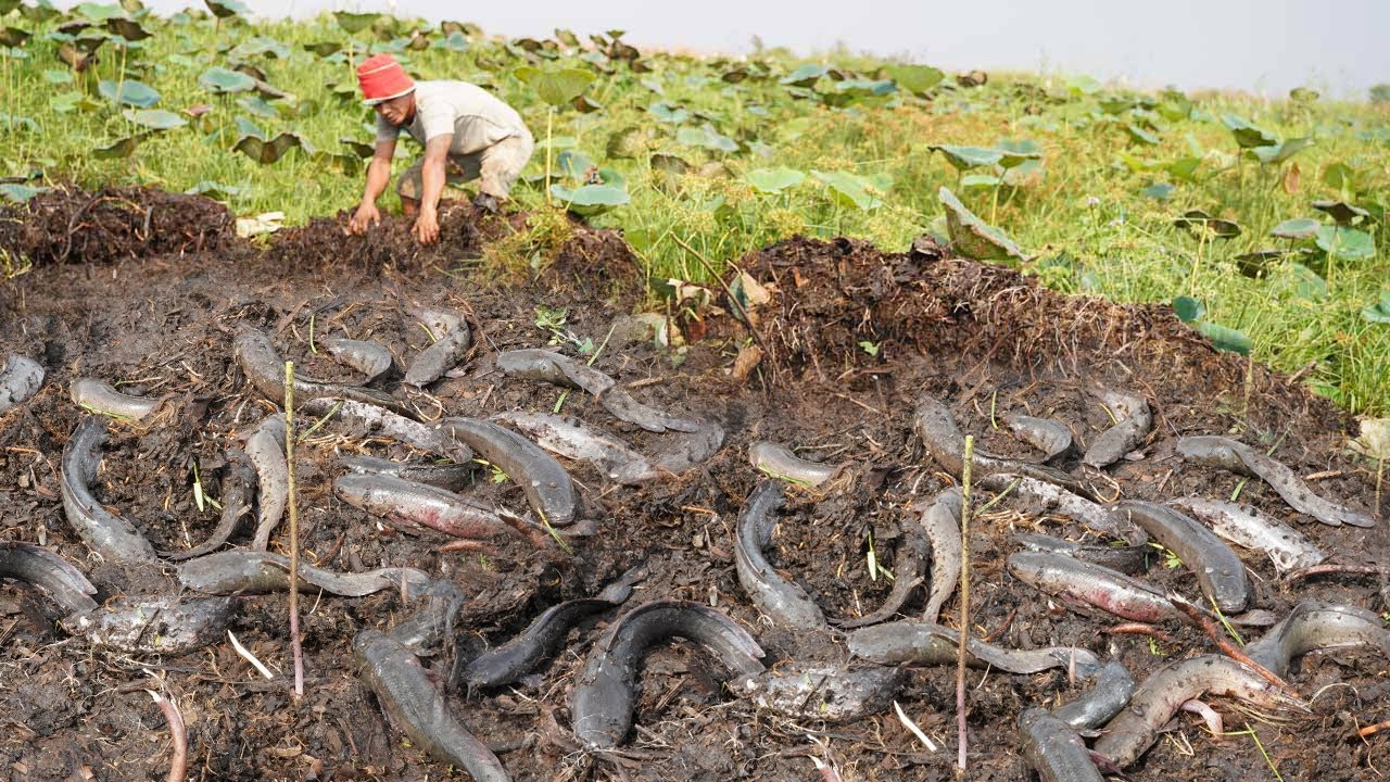 Amazing catching Copper Snakehead Fish & Catfish Under Grass: Best Fishing 2025