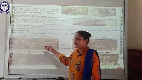 || Class  - 1 || (Ch - 13) || Sub - Evs || (Food and Homes of Animals)