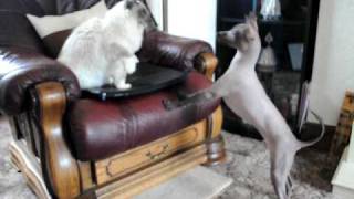 Tilly & Bandit by heather sharpe 97 views 14 years ago 13 seconds