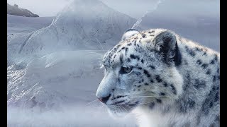 snow leopard wallpaper - snow animal wallpaper screenshot 3