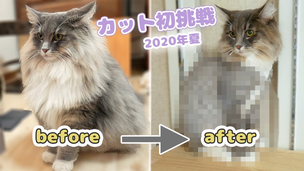 年 猫のサマーカット初挑戦 ノルウェージャンフォレストキャット編 Catting Norwegian Forest Cat Hair Youtube