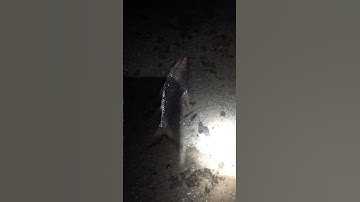 Cấu Dính Cá Cóc To Sông Đồng Nai #tấnmỹvlog