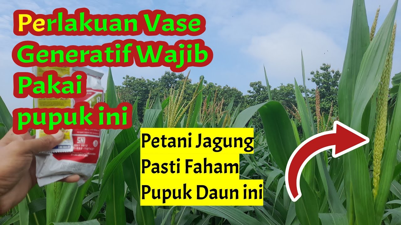 Секрет приготовления суперкукурузных початков