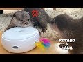 カワウソコタローとハナ　新型おもちゃでコタローにキレられる　Otter Kotaro&Hana Going Crazy For Cat Toy