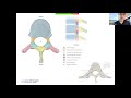Med school anatomy cns structure spinal cord and vertebrae with brendan ryu and morgan krush
