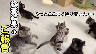 【検査結果のご報告】保護から1.5か月、遂に全員一緒に病院へ