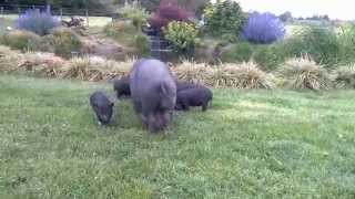 Young Vietnamese pot-bellied pigs