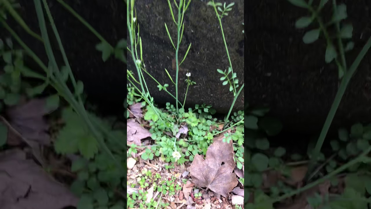 Hairy bittercress / Wintercress