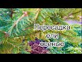 ПЕРЕСАДКА ЕЛИ ОСЕНЬЮ! Закладываем новую растительную композицию!