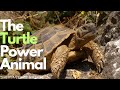 The turtle spiritual power animal wisdom protection and perseverance