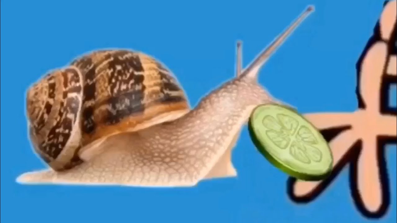 Oh Baby Give Me One More Chance Snail