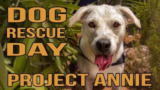 Dog Rescue Project Annie by Matt The Dog 527 views 5 years ago 6 minutes, 4 seconds