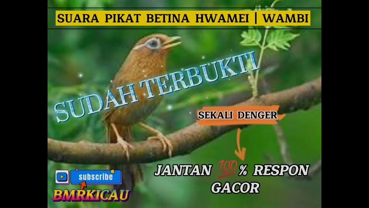 SUARA PIKAT HWAMEI WAMBI BETINA, JANTAN π―% RESPON, GACOR BONGKAR ISIAN SUARA PIKAT HWAMEI WAMBI BETINA, JANTAN π―% RESPON, GACOR BONGKAR ISIAN