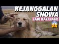 SNOWA JADI PUPPY KELIMA! ANEH BGT! | THE GOLDEN FAMILY