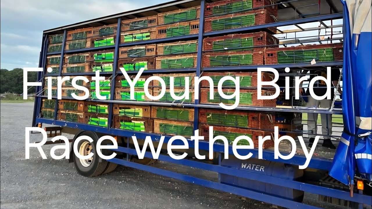 First Young bird Race Wetherby