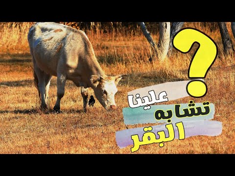 قالوا إن البقر تشابه علينا سورة البقرة القسم 8 زكرياء اضريوي