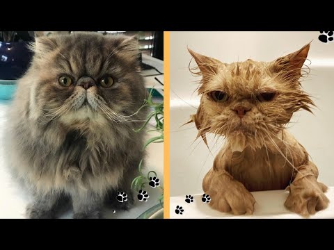 fluffy-cat-video-2020-|-funny-cats-|-cute-fluffy-cats