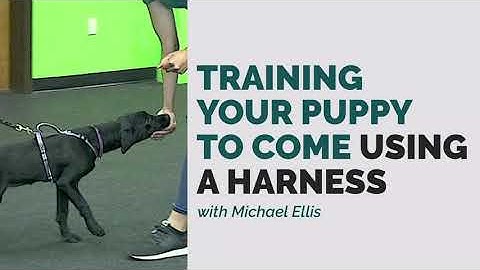 Michael Ellis and Training your Puppy to Come Using a Harness