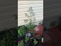 Discovered a Moringa Tree! #newmusic #nature #houseplants #outdoors