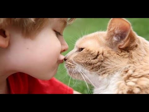 boss-cats-|-funny-cat-video-compilation-2018