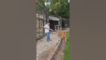 Bengal Tiger Wants to Fight with Big Lioness | Nouman Hassan |