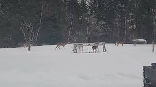 Deer at Mercer Camp