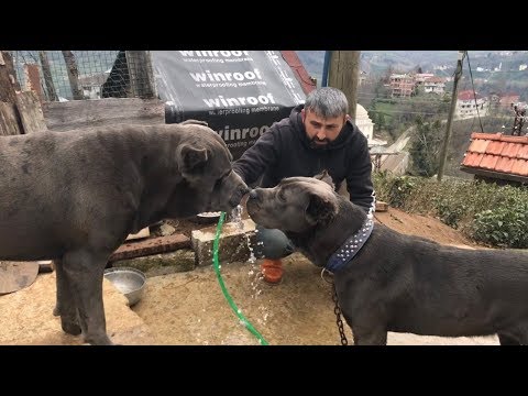 AŞK YAŞAYAN CANECORSO LAR GERÇİ NARKOZ AYISI AŞKTAN  NE ANLAR  #canecorso #narkoz #trabzon