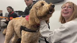 Pet Therapy Dogs at Syracuse University