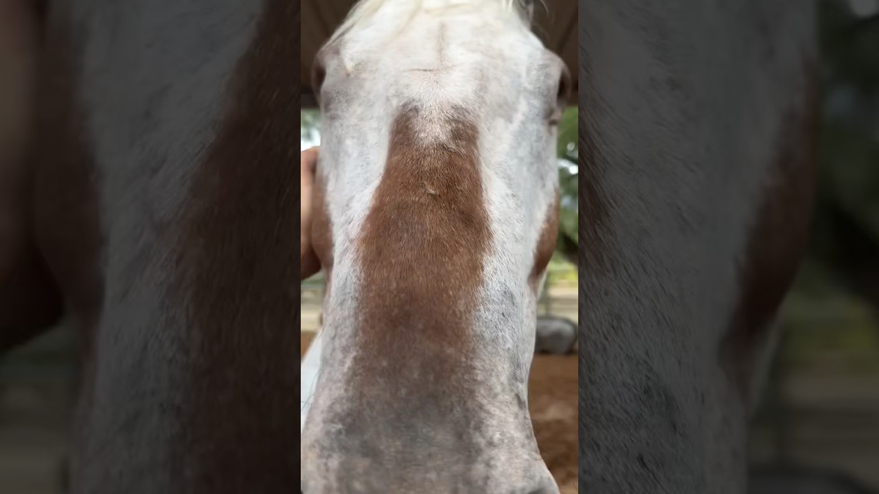 Обновление от Ори 🐴🏡 