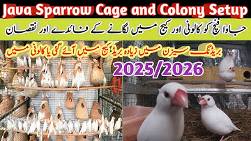 Java Sparrow Cage and Colony Setup | More broods in the breeding season in the cage or in the colony