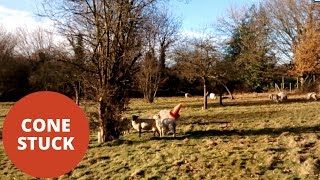 Ewe Rescued After Getting A Traffic Cone Stuck On Her Head