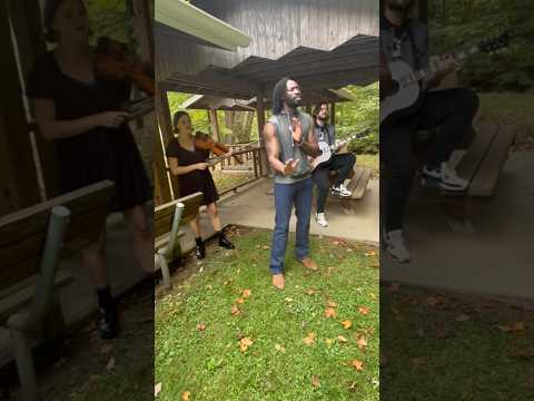 Video Wild Old Dog