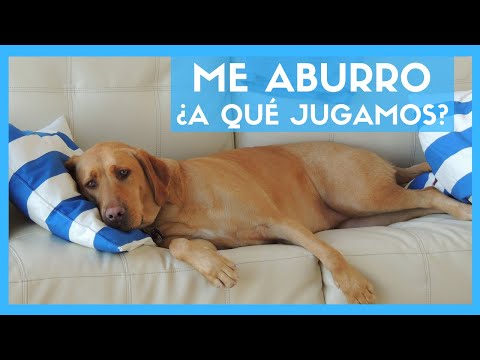 Video: Cómo entretener a los perros aburridos en el interior