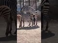 Zebra Mating Zebra Mating