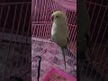 Real Parrot #aayrashivay
