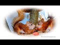 Белочки - хулиганки  🐾🐾🐾 Squirrels - hooligans