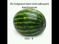 bu karpuzun beni ünlü ediceyini kanıtlıyorum  #karpuz #keşfet #keşfetbeniöneçıkar #shorts
