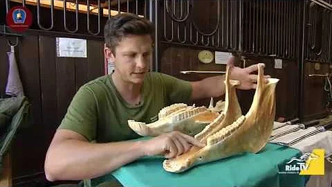 Perché si tagliano i denti ai cavalli?