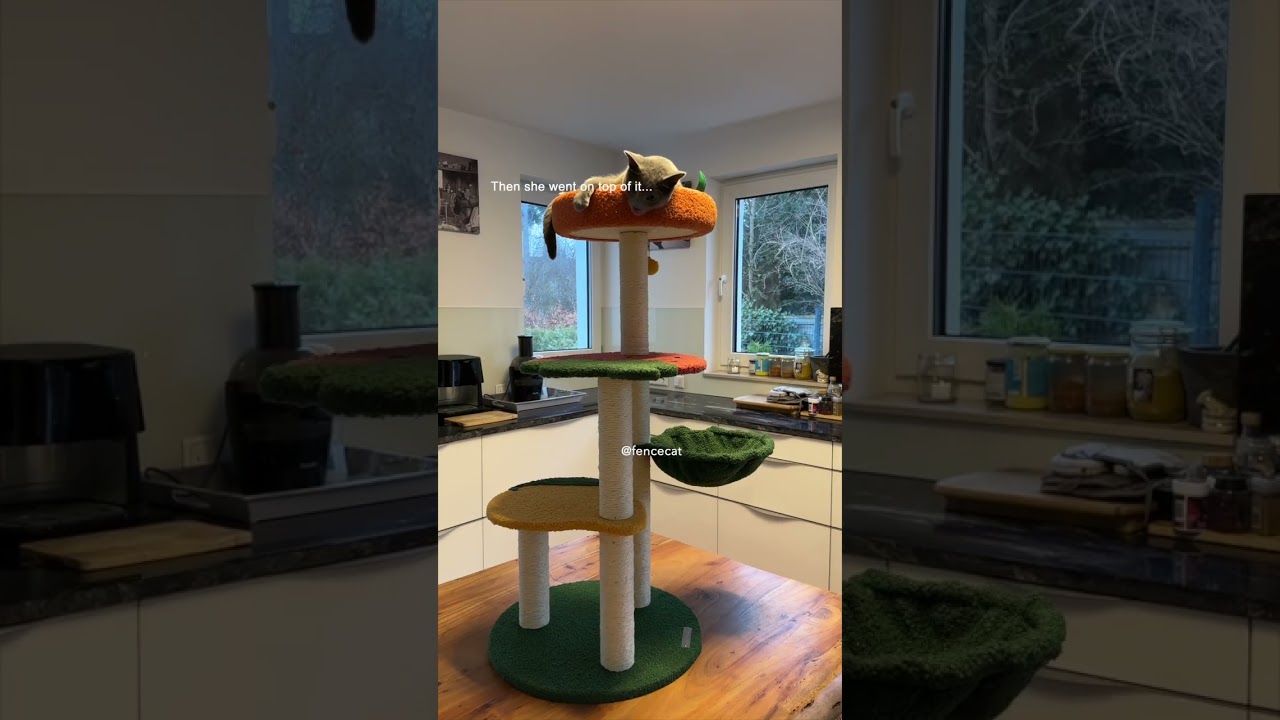 How my cat reacted to this fruit cat tree... 