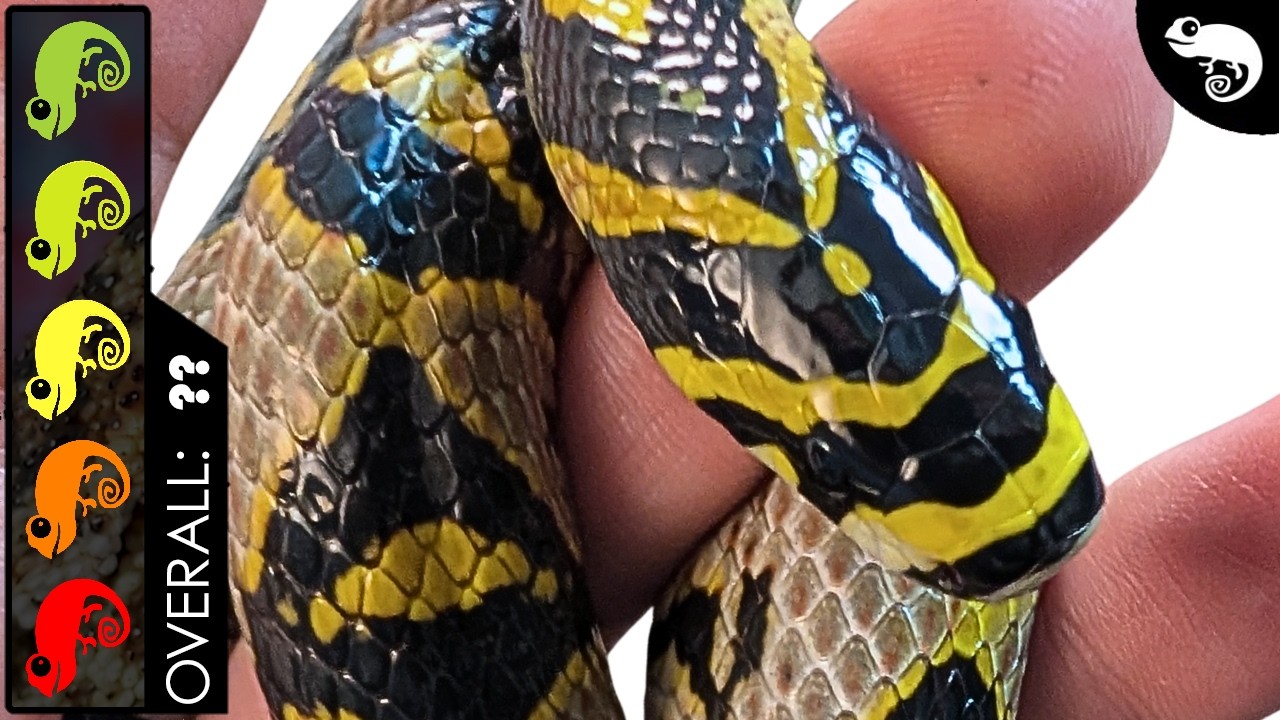 The Most Beautiful Snake in the World (Also a GREAT Pet)!