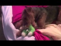 Making a Bed With Airedales FULL EPISODE