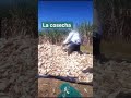 agricultura es comida es vida