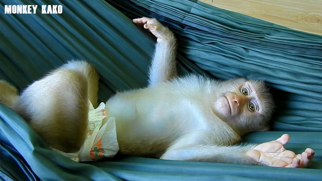Smart Monkey Kako Playing And Sleep On Hammock