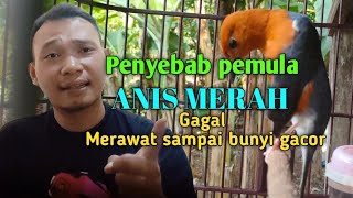 Penyebab Gagalnya pemula  ANIS MERAH Merawat Burung sampai bunyi,Gacor dan teler‼