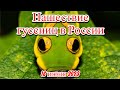 Нашествие гусениц шелкопряда в России пожирают леса огороды всё