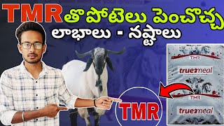 Want to raise goats and sheep using TMR feed? | See the pros and cons