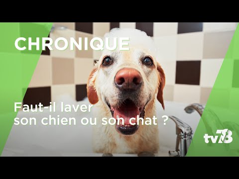 À quelle fréquence faut-il laver son chien?