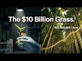 The Grass That Rebuilds: Engineering Kenya’s $10 Billion Green Economy