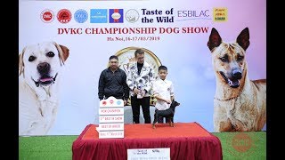 Tập 5: Cậu bé Chiến và chú Miniature Pinscher tung hoành tại Dogshow/NhamTuatTV