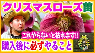 【最新版】クリスマスローズの正しい植え替えと育て方【ガーデニング】【園芸】【初心者】